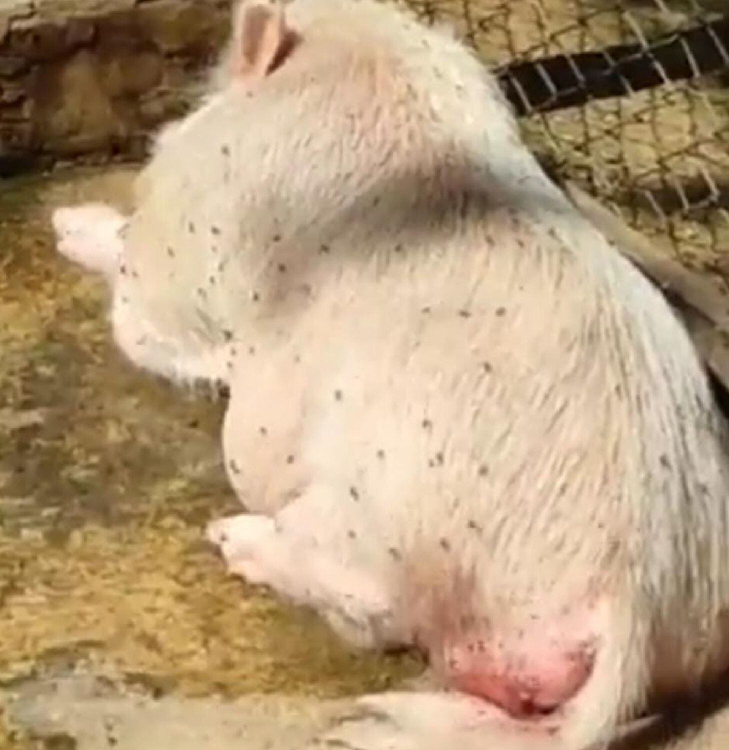 Animales del parque Panachi estarían siendo maltratados, según denuncia de redes sociales. Foto: Cortesía Lizeth Núñez