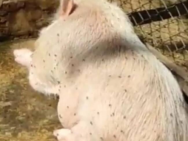 Animales del parque Panachi estarían siendo maltratados, según denuncia de redes sociales. Foto: Cortesía Lizeth Núñez