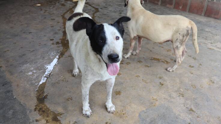 Soluciones W: Seis meses de alivio para Marisol, que rescata y alimenta perros en Cali