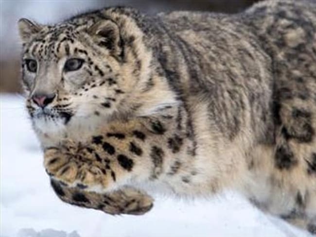 La pantera de las nieves es la única especie de su género que no ruge. Foto: Agencia Anadolu