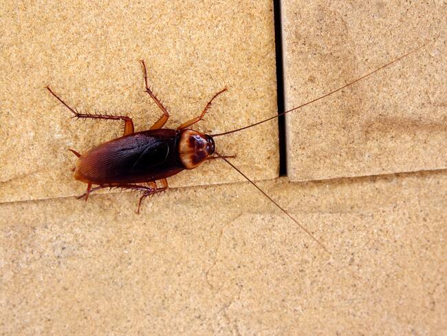 Cucaracha. Foto: Getty Images