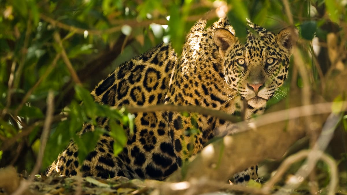 Confirman presencia de jaguar en cuenca baja del río Bogotá: CAR pide protección