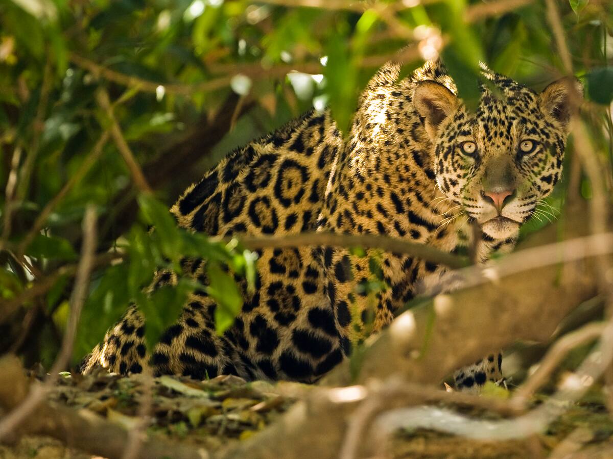 Confirman presencia de jaguar en cuenca baja del río Bogotá