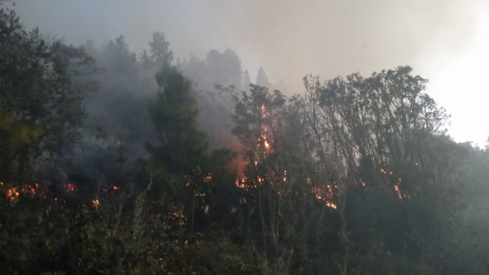 Incendio forestal (Referencia).