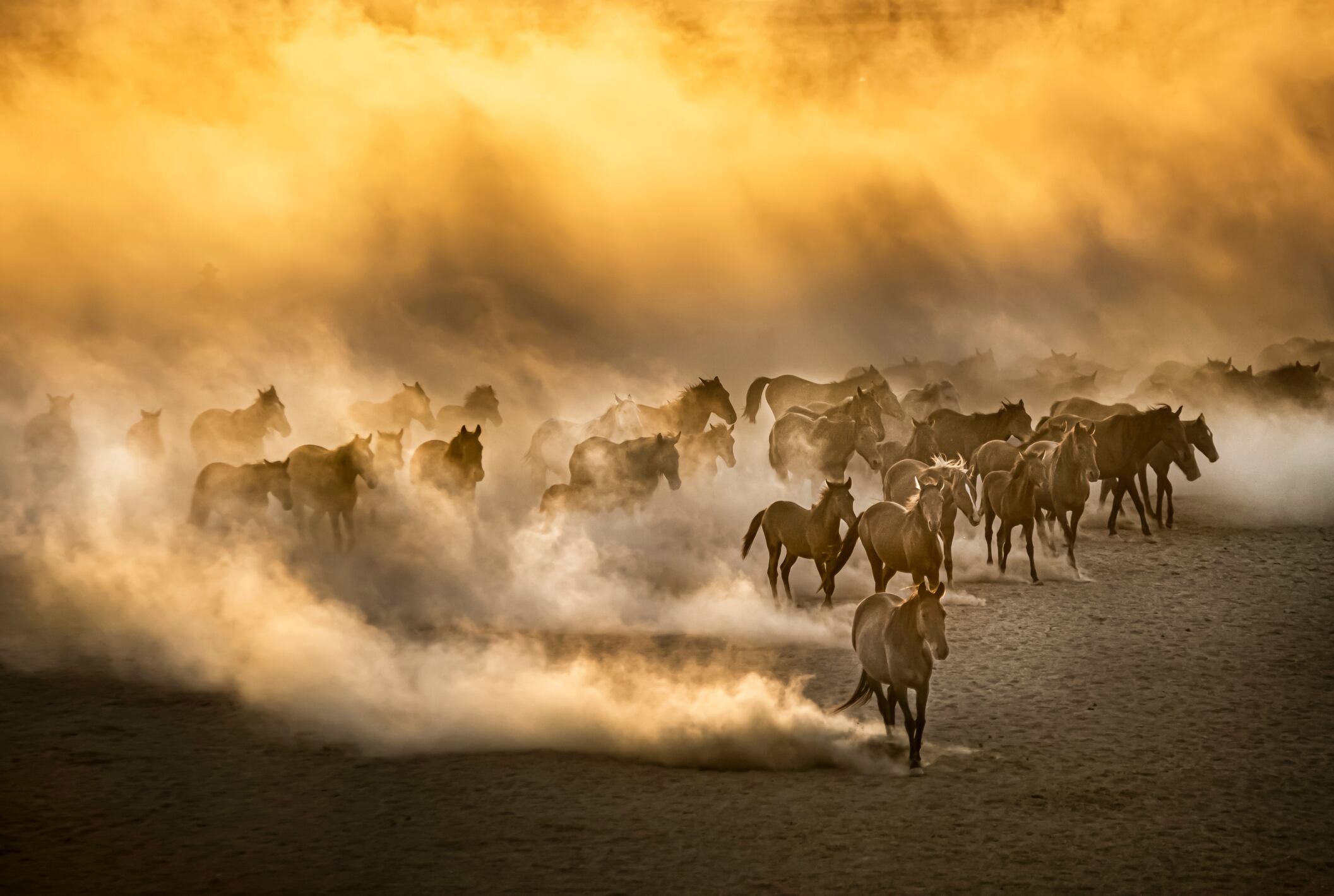 Animales causando una nube de polvo. Foto: Getty Images.