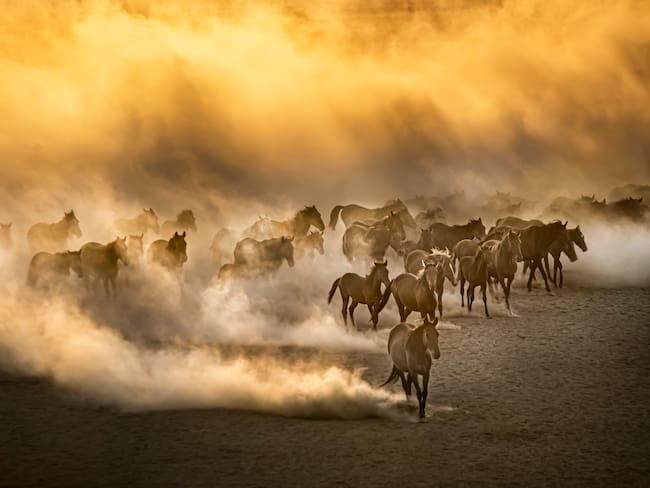 Animales causando una nube de polvo. Foto: Getty Images.