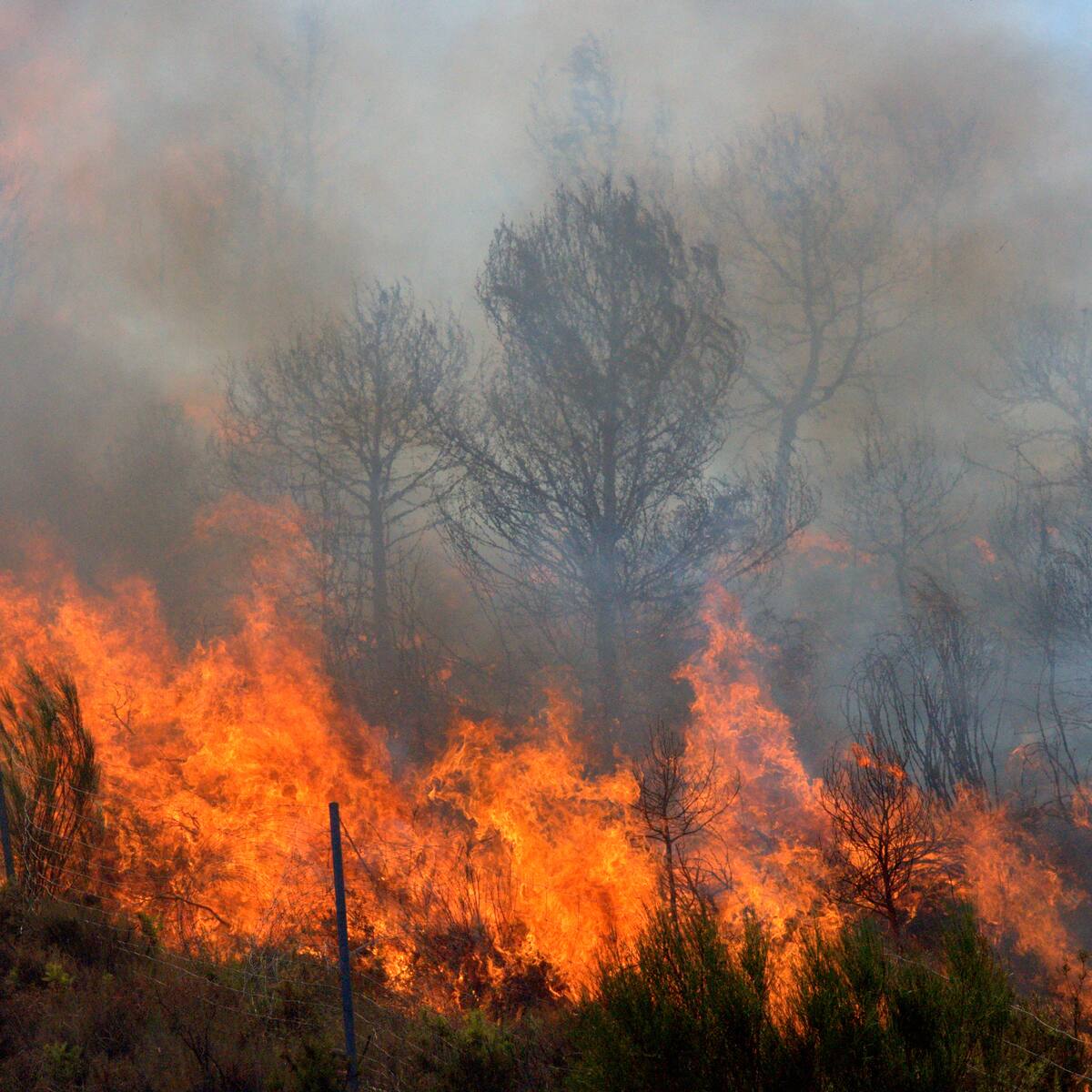 Tres aviones, usados para fumigación, quedarán equipados para mitigar incendios