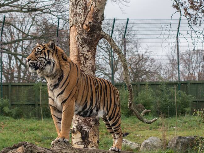 Senadora Andrea Padilla propone transformar los zoológicos en “refugios de fauna”