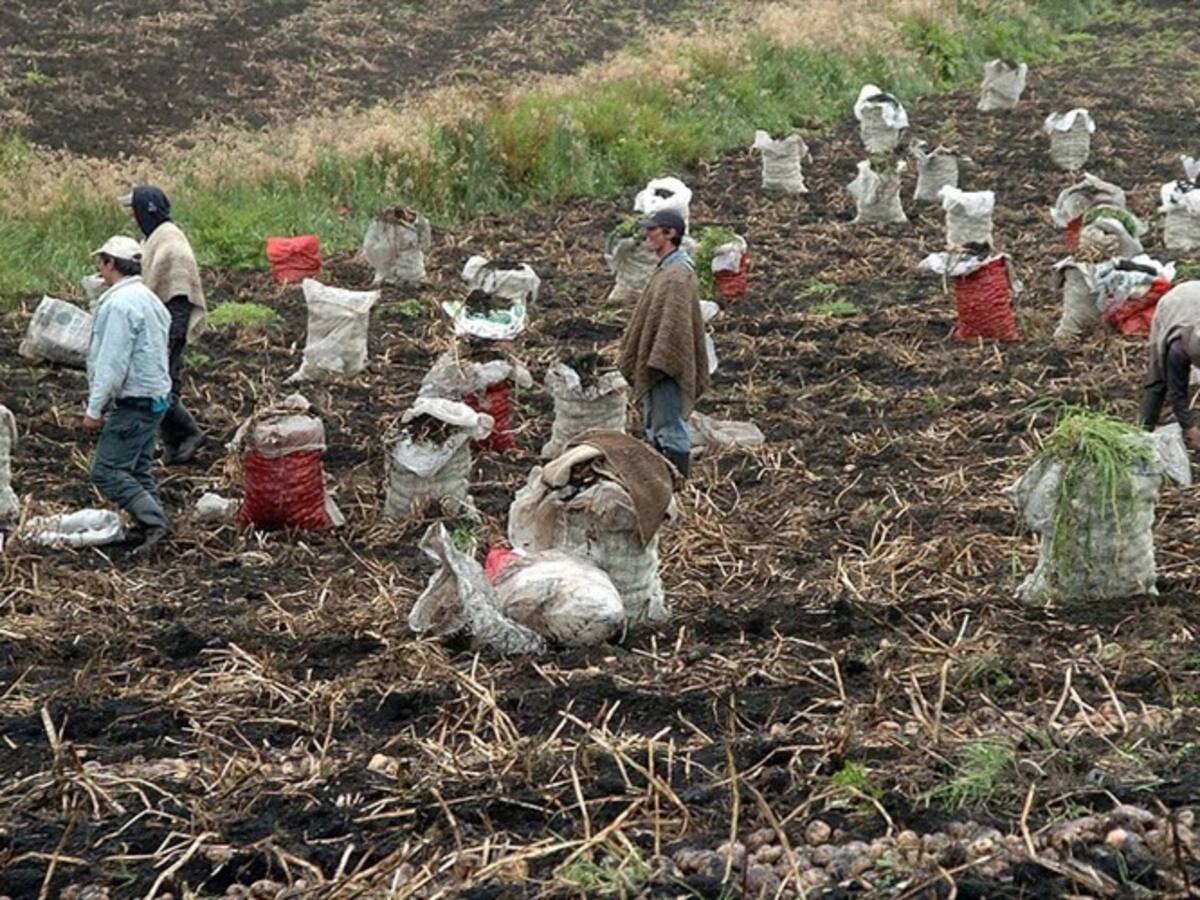 No hay moral para seguir produciendo alimentos en Colombia: César Pachón
