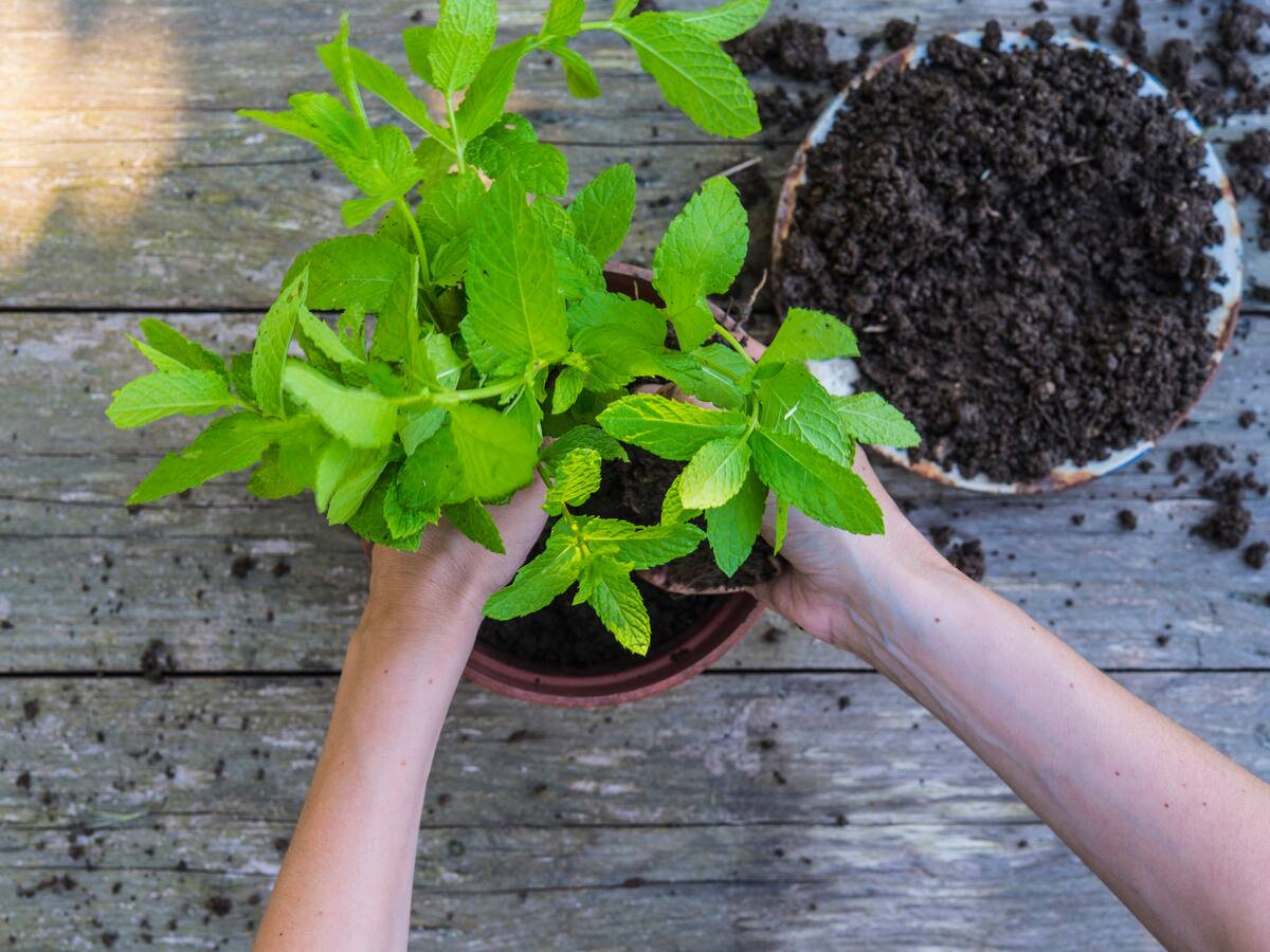Así funciona ‘The Plant Truck’, el vivero móvil que recorre Miami