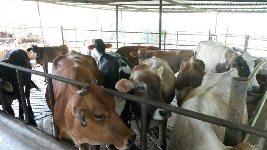 las autoridades lograron poner nuevamente en jaque a los delincuentes dedicados al contrabando de productos agropecuarios / Imagen de referenicia. Foto: Colprensa