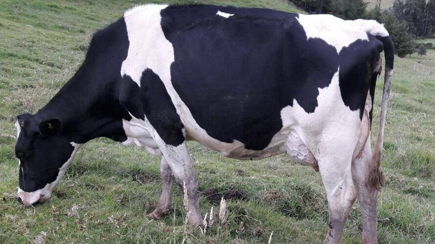 Ganaderos en Nariño afectados por protestas. Foto: Colprensa