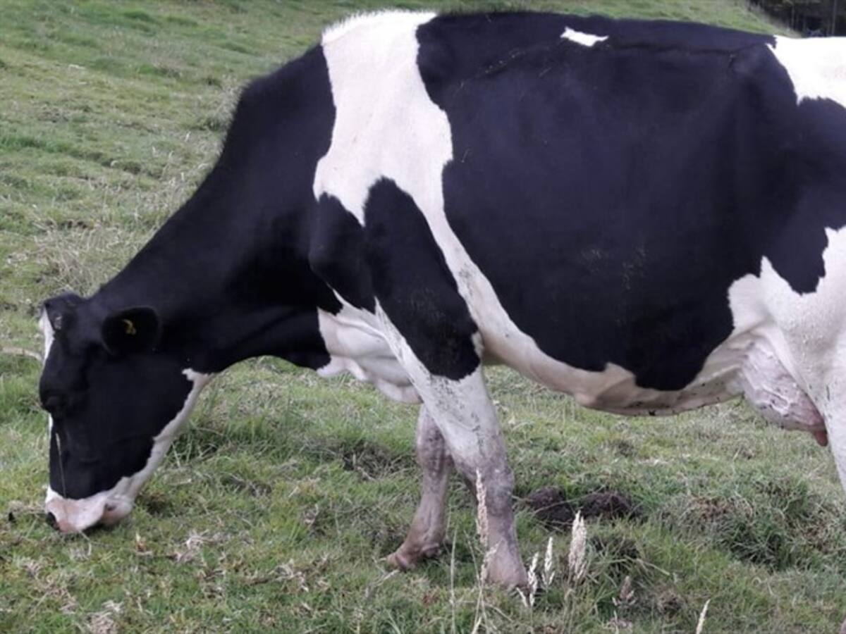 Sector lechero de Nariño en crisis por paro