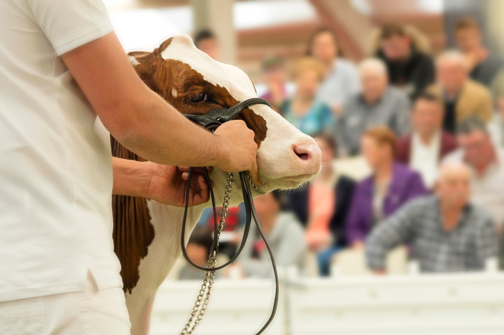 Subasta ganadera. Imagen de referencia. Foto: Getty Images