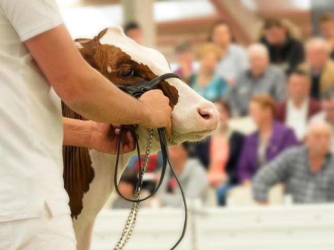 Subasta ganadera. Imagen de referencia. Foto: Getty Images