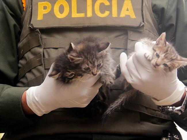 Bogotá será la primera ciudad del país y de América Latina en contar con un Instituto de Protección y Bienestar Animal. Foto: Colprensa - Diego Pineda