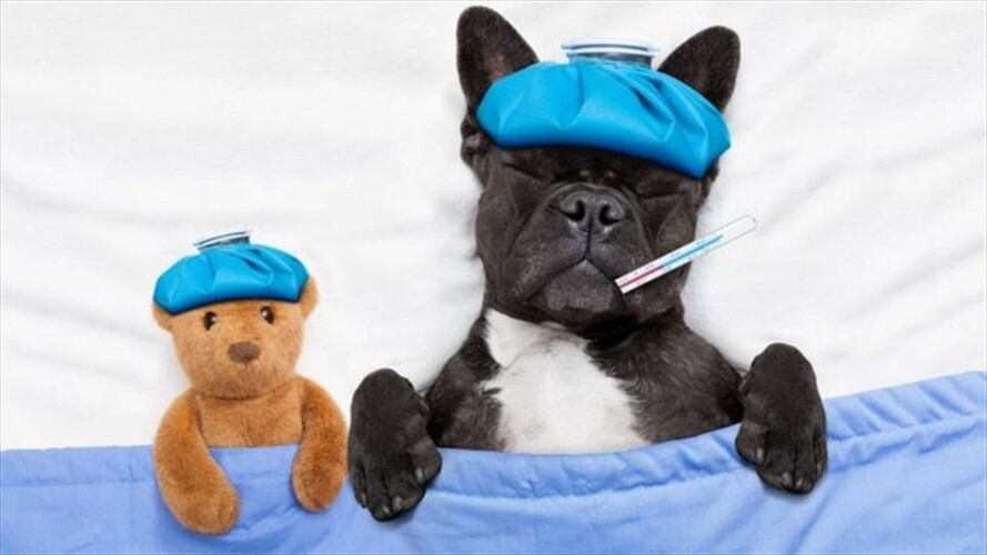 ¿Tiene fiebre tu perro? ¿Lo encuentras decaído? Puede que tenga lo mismo que tú.. Foto: BBC Mundo