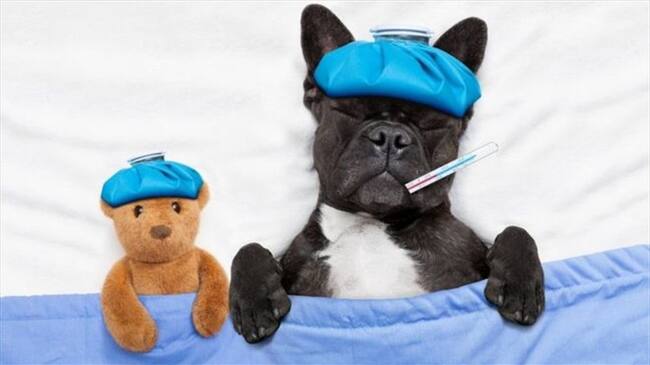 ¿Tiene fiebre tu perro? ¿Lo encuentras decaído? Puede que tenga lo mismo que tú.. Foto: BBC Mundo