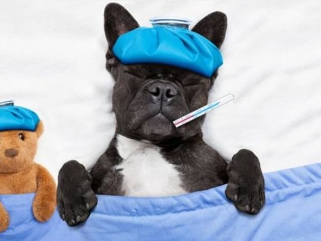 ¿Tiene fiebre tu perro? ¿Lo encuentras decaído? Puede que tenga lo mismo que tú.. Foto: BBC Mundo