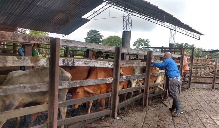 Habrá retrasos en la entrega del Registro Único de Vacunación: Fedegán. Foto: Cortesía Fedegán