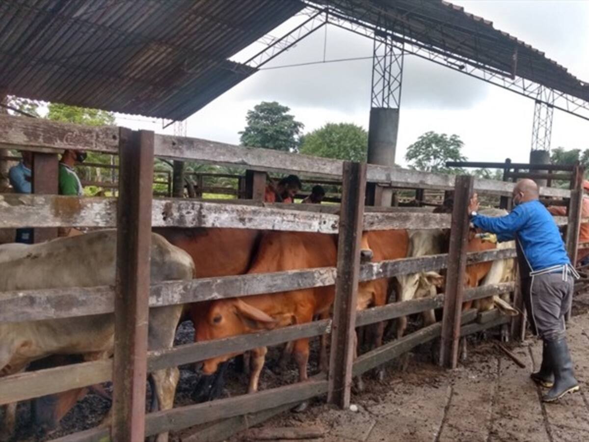 Habrá retrasos en la entrega del Registro Único de Vacunación: Fedegán