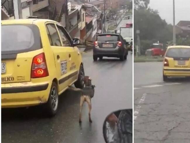 Finalmente, el perro fue adoptado por un ciudadano que presenció la persecución del animal. Foto: Capturas de video.