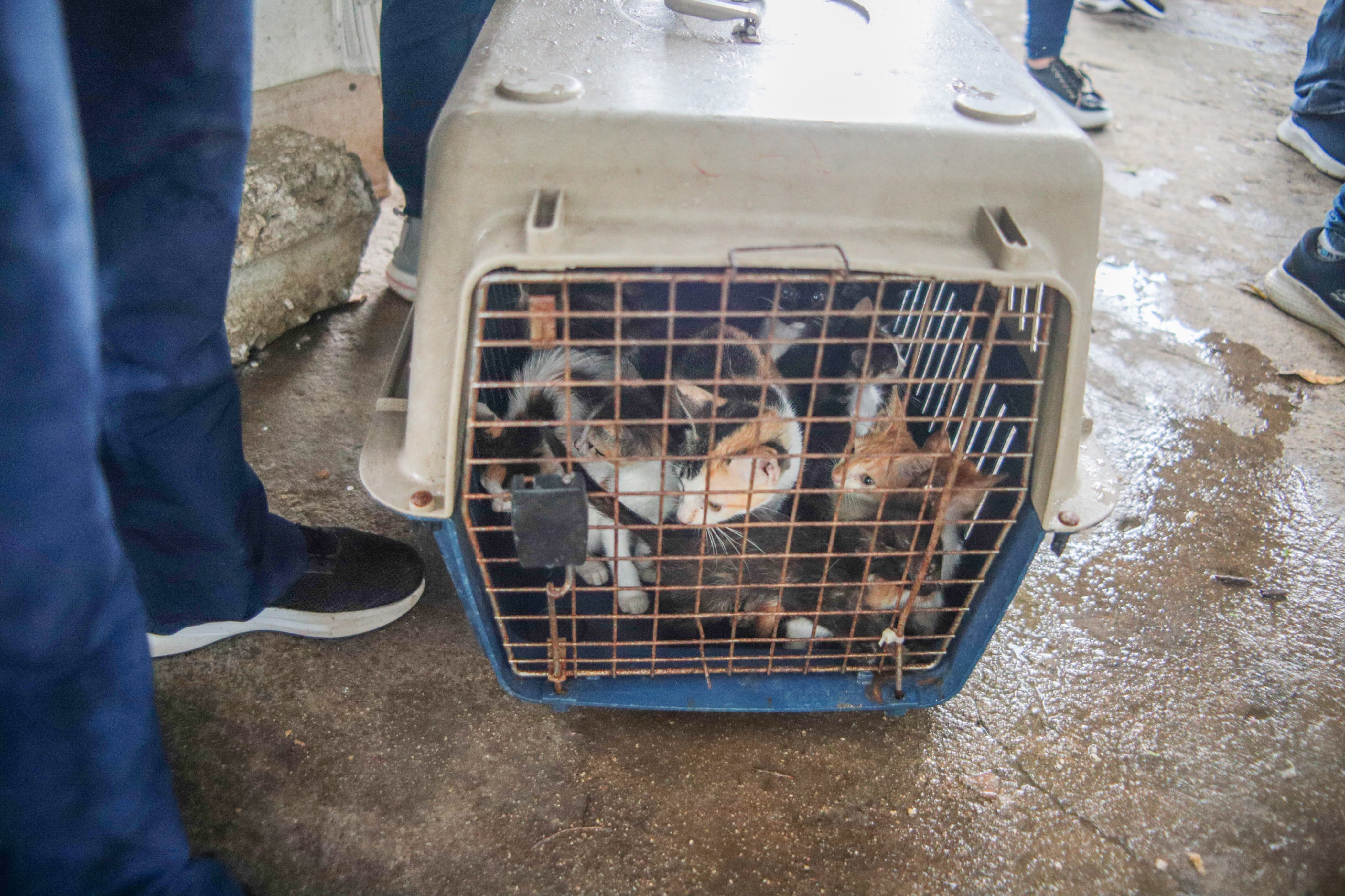 Gatos rescatados/ Alcaldía de Santa Marta