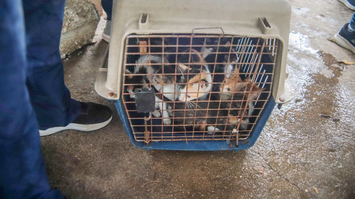 Polideportivo de Santa Marta fue intervenido para rescatar más de 80 gatos abandonados