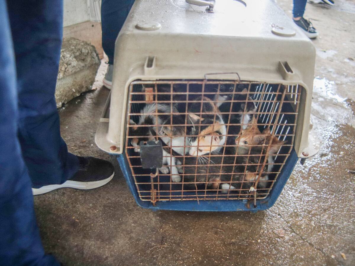 Polideportivo de Santa Marta fue intervenido para rescatar más de 80 gatos abandonados