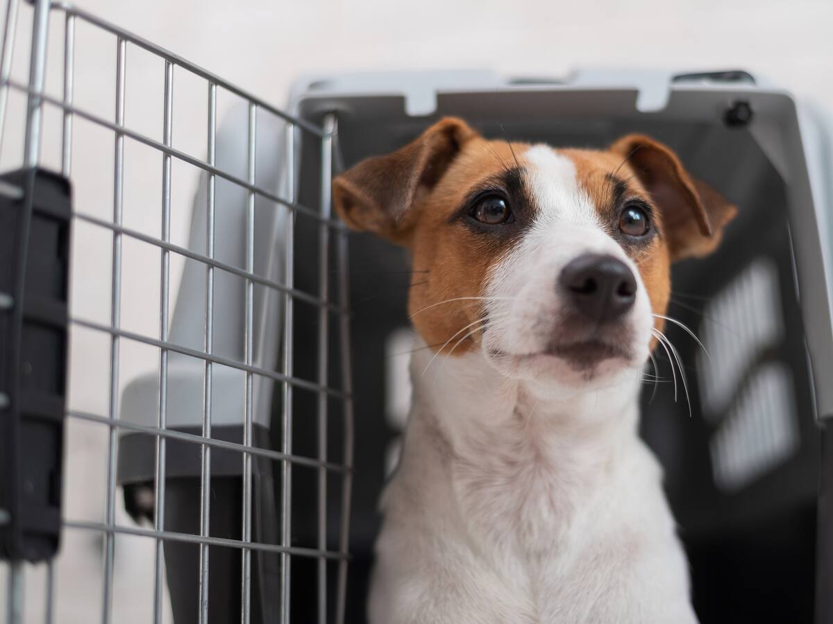 Denuncian presuntas irregularidades en Patrulla Animal de Barranquilla