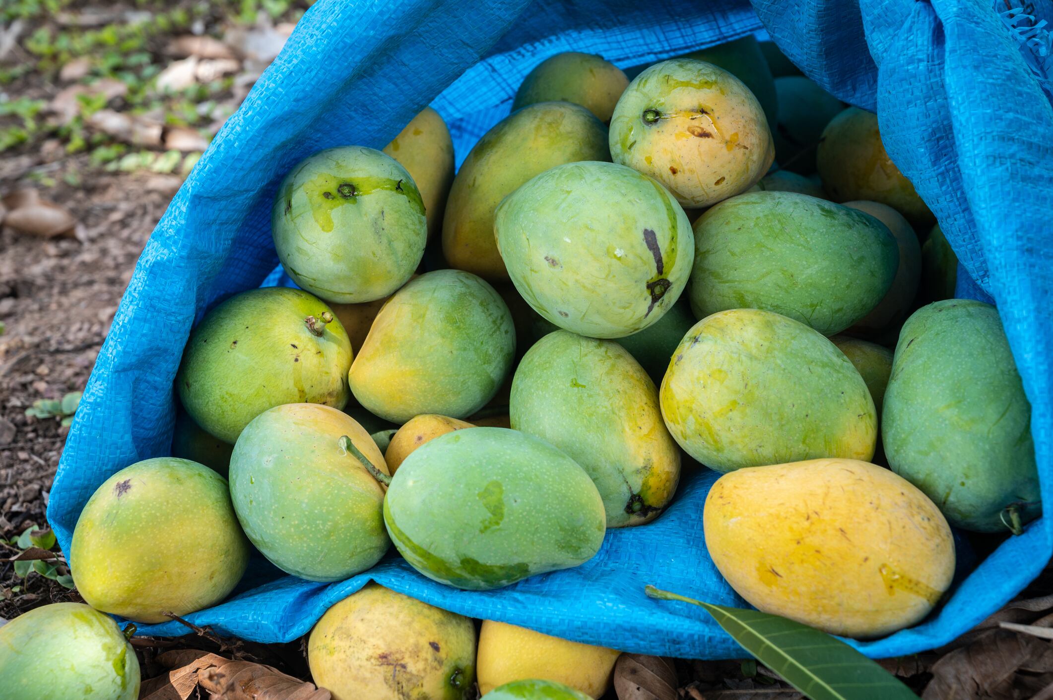 Llegó el primer cargamento de mangos colombianos a Estados Unidos / Imagen de referencia: Getty Images