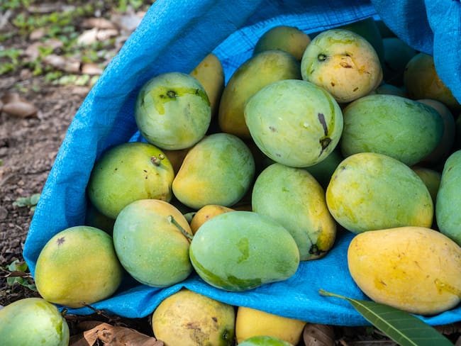 Llegó el primer cargamento de mangos colombianos a Estados Unidos / Imagen de referencia: Getty Images