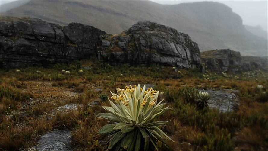 Preocupación por delimitación del páramo de Pisba en Boyacá. Foto: Colprensa