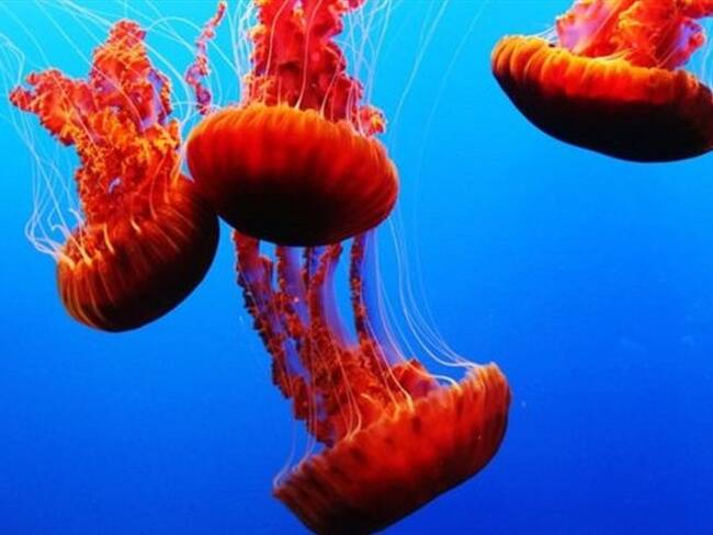 5 sorprendentes fuentes de energía limpia que tal vez no conocías. Foto: BBC Mundo