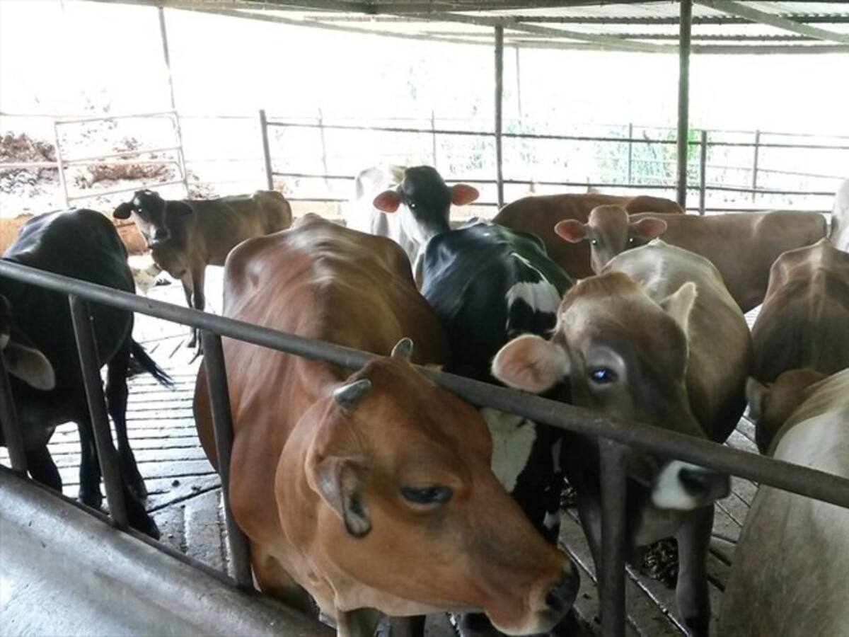 Chile frena importación de carne desde Santander por brote de fiebre aftosa