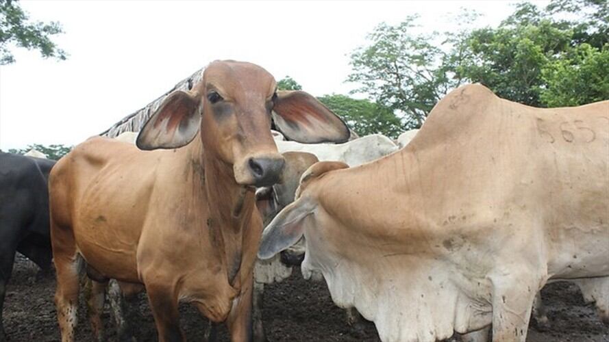 Así busca MinAgricultura ayudar a que ganaderos afronten temporadas secas. Foto: Colprensa