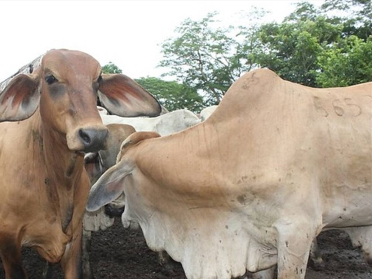 Así busca MinAgricultura ayudar a que ganaderos afronten temporadas secas