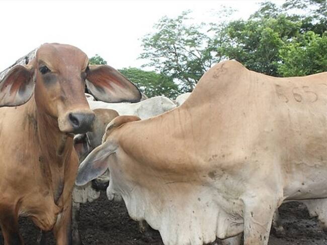 Así busca MinAgricultura ayudar a que ganaderos afronten temporadas secas. Foto: Colprensa