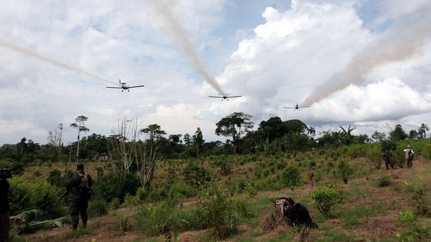 El 55% de colombianos está en desacuerdo con el uso del glifosato para la erradicación de cultivos ilícitos. Foto: Colprensa