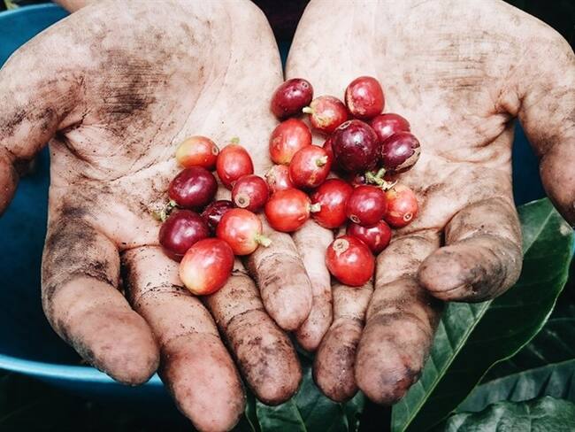 Podrían poner IVA al café colombiano con la reforma tributaria. Foto: Getty Images