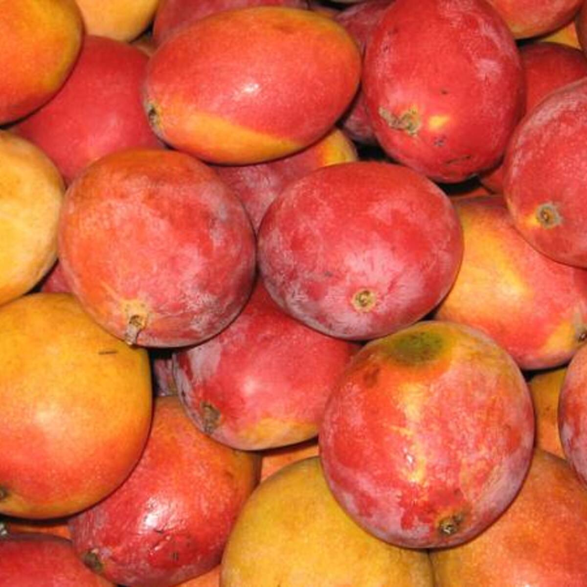 Colombia exporta por primera vez mango de azúcar a Estados Unidos