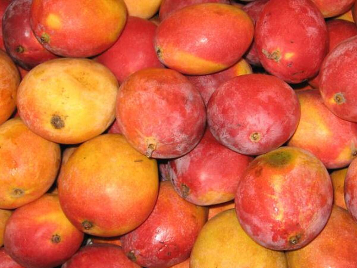 Colombia exporta por primera vez mango de azúcar a Estados Unidos