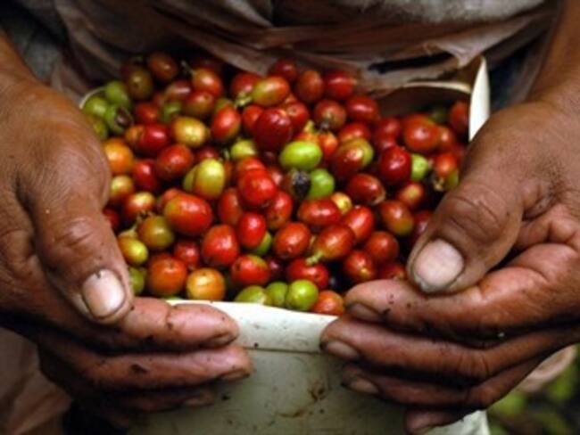 Gobierno entregará apoyo de $60.000 por carga a productores cafeteros