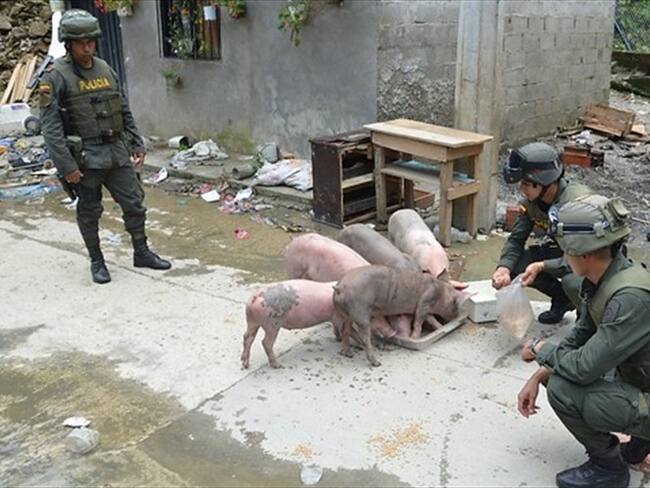 Un grupo especial de rescatistas buscará animales afectados por emergencia en Hidroituango. Foto: Colprensa