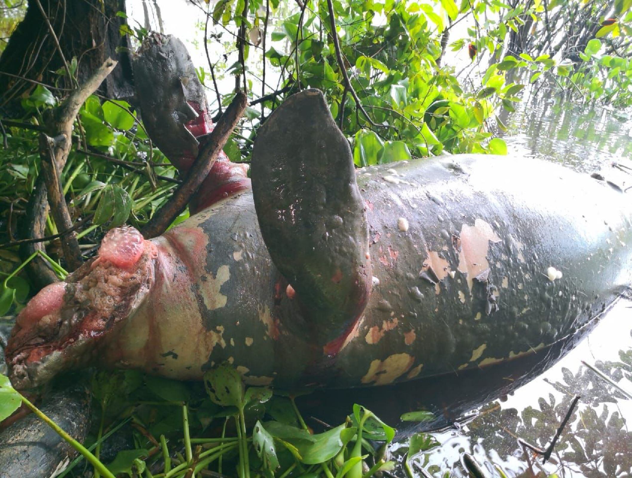 Manatí muerto. Foto: Cortesía Mauricio Olaya.