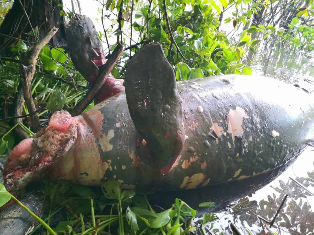 Reportan muerte de manatí en una ciénaga en Puerto Wilches