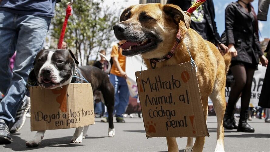 Sandra Pineda fiscal encargada de Grupo especial contra el maltrato animal, explicó que ya tienen dos mil casos por investigar.. Foto: Colprensa