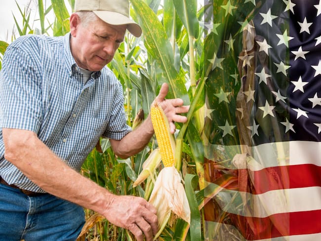 Agricultor recogiendo maíz / Bandera de Estados Unidos (Getty Images)
