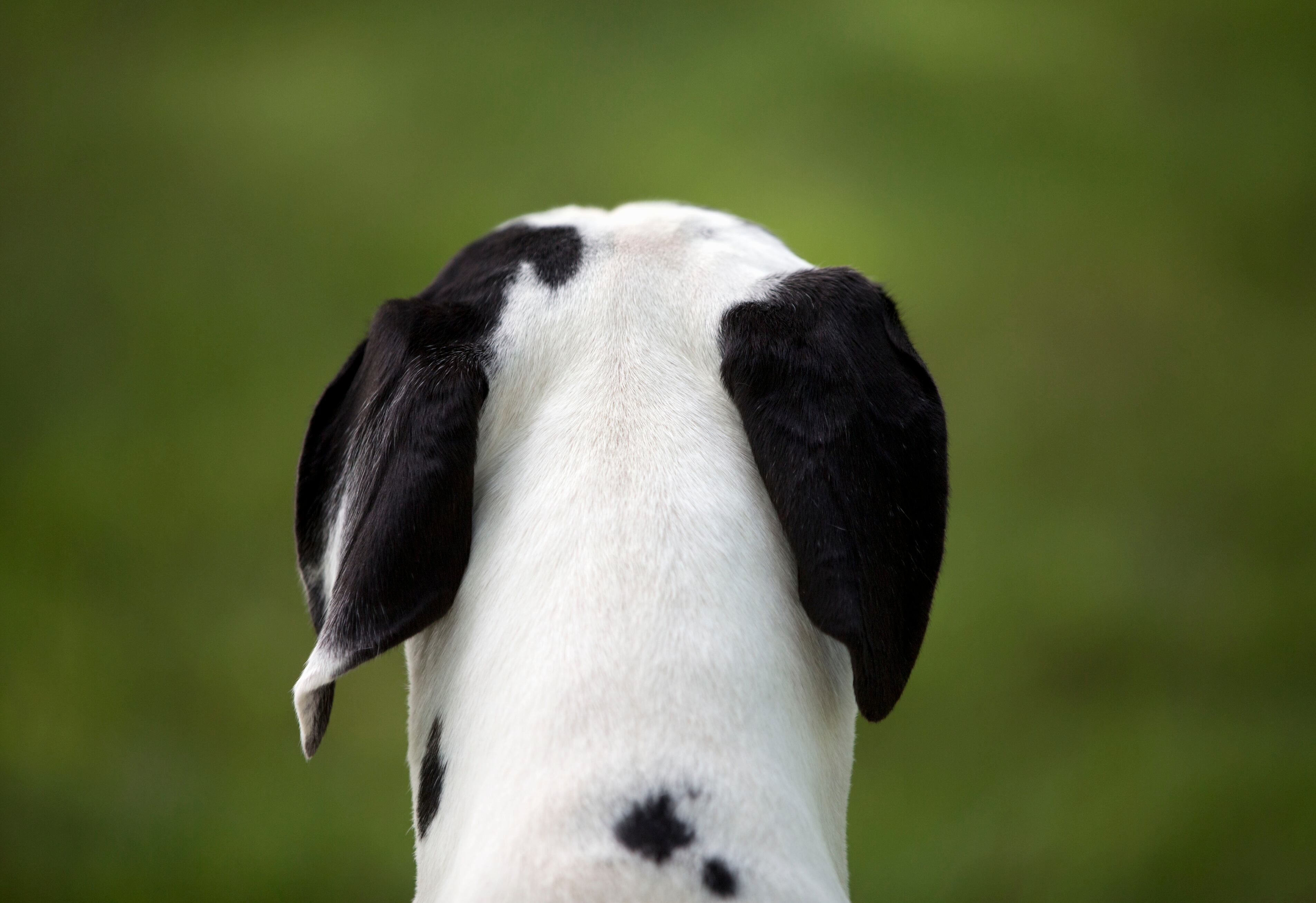 A Great Dane dog looks away over a field of green grass.