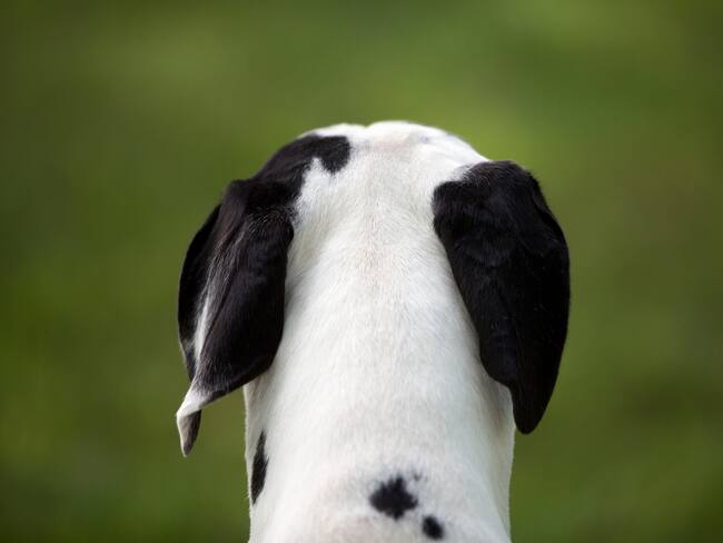 A Great Dane dog looks away over a field of green grass.